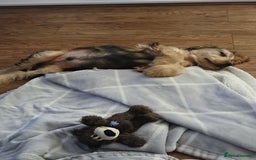 Cocker Spaniel dogs for sale: Show Type Cocker Spaniel - Image 5