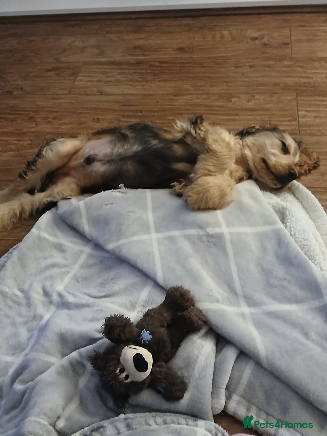 Cocker Spaniel dogs for sale: Show Type Cocker Spaniel - Image 5