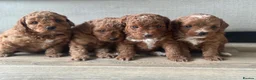 Toy Poodle dogs for sale: 🐶🐾Top-quality Asian/miniature poodles🐾🐶 - Advert 8