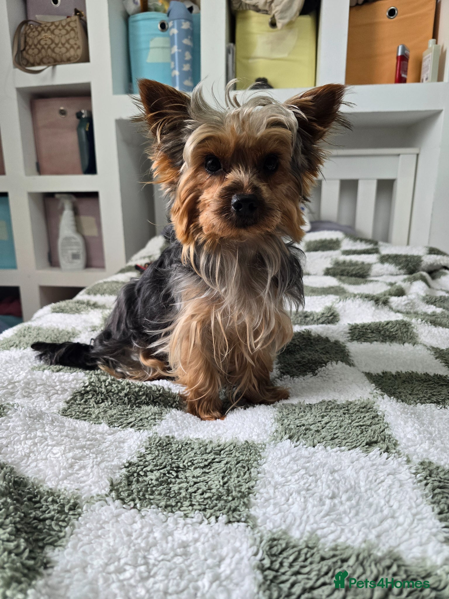 Yorkshire Terrier dogs Yorkshire terrier  - Advert 3