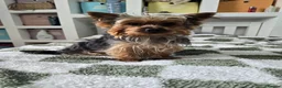 Yorkshire Terrier dogs for sale: Yorkshire terrier  in London - Advert 1