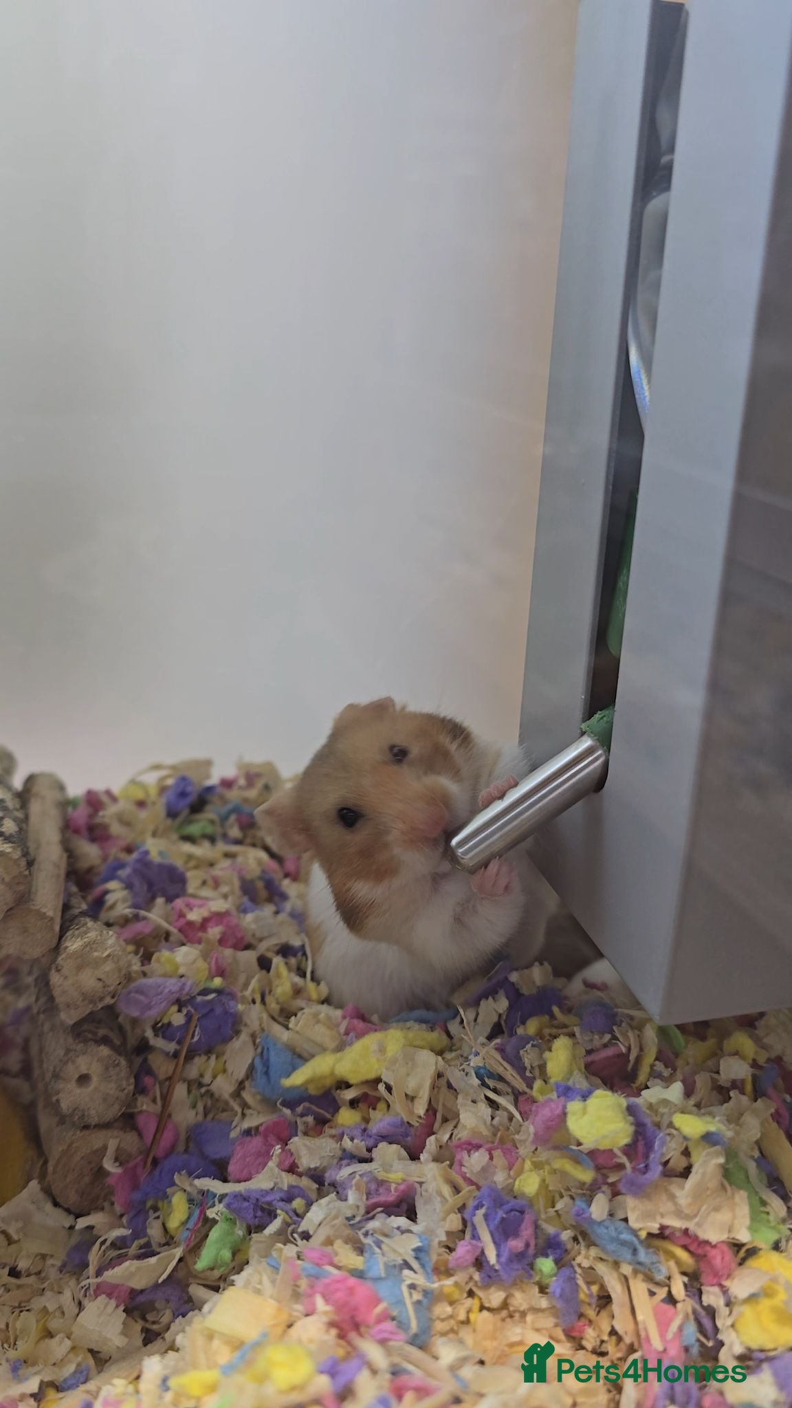 Hamster rodents for sale: Donut  - Advert 1