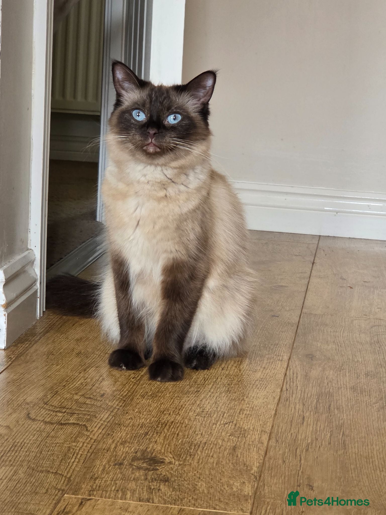 Ragdoll cats Beautiful kittens  - Advert 2