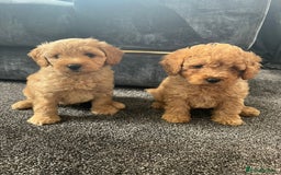 Mixed Breed dogs for sale: Cotonoodle pups - Image 6