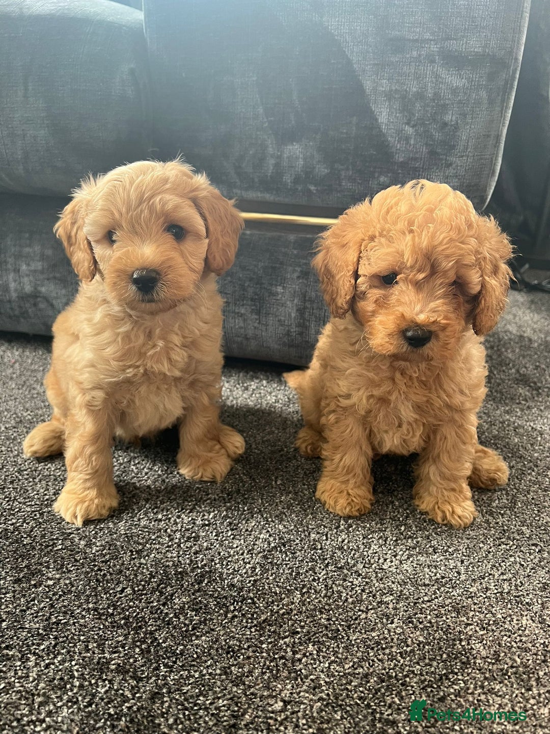 Mixed Breed dogs for sale: Cotonoodle pups - Image 6