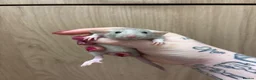Rat rodents for sale: Gorgeous pedigree dwarf rat pups - Advert 8