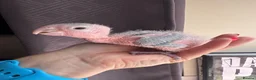 Parrots birds for sale: Hand Reared Yellow Thighed Caiques - Advert 4