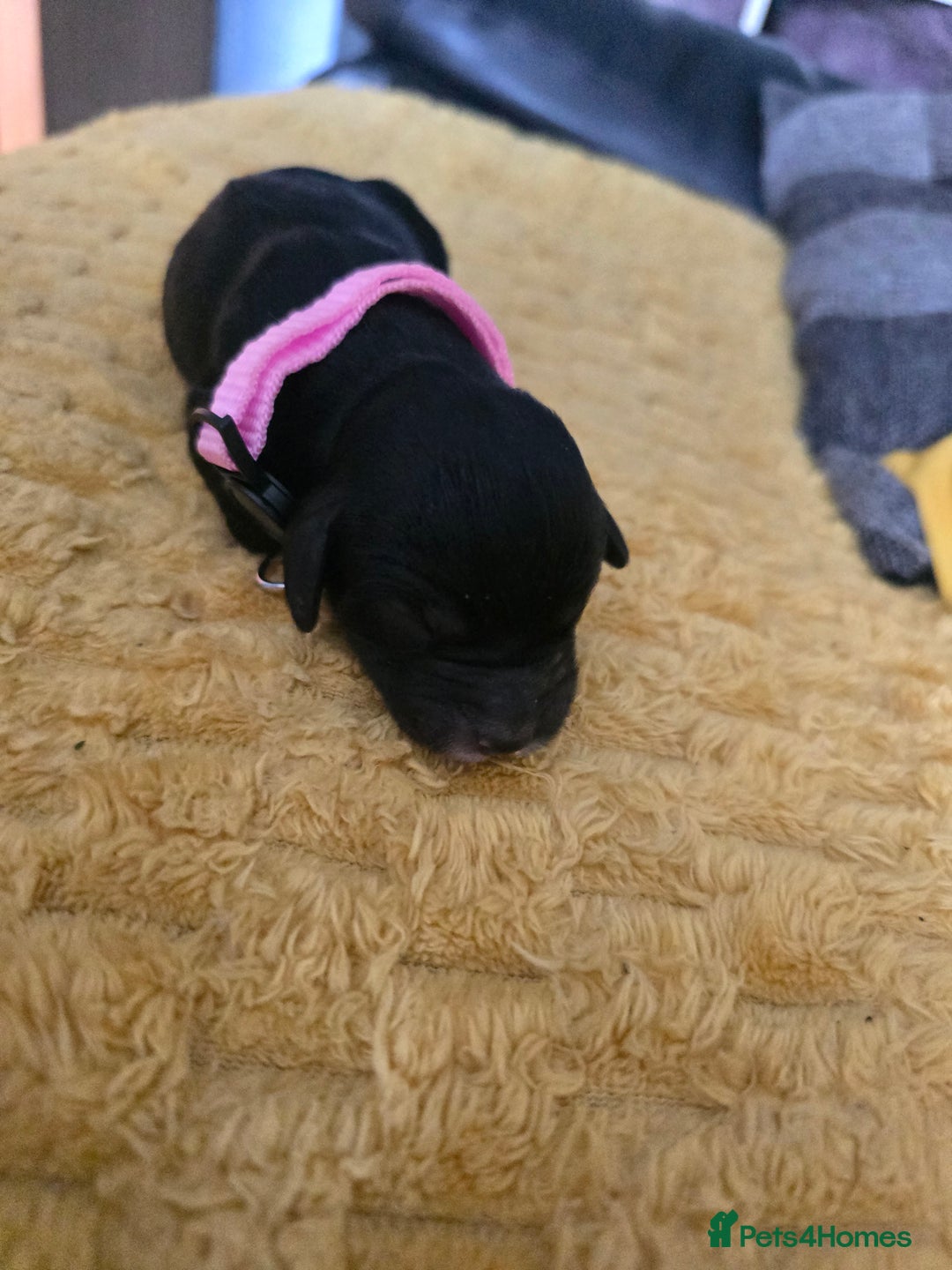 Sproodle dogs for sale: Beautiful F1 sproodle pups  - Image 15