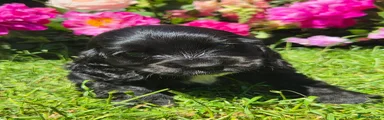 Cocker Spaniel 2