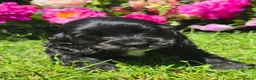 Cocker Spaniel dogs for sale: Show type cocker pups - Advert 3