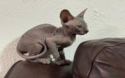 Sphynx cats for sale: Beautiful sphinx babies - Advert 12