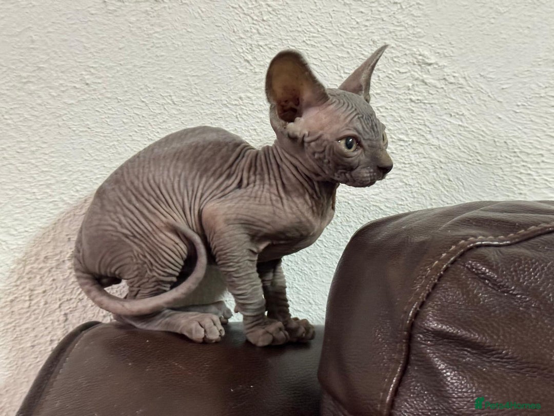 Sphynx cats for sale: Beautiful sphinx babies - Advert 12