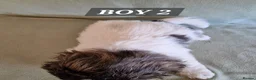 Shih Tzu dogs for sale:  beautiful Shih Tzu puppies available - Advert 13