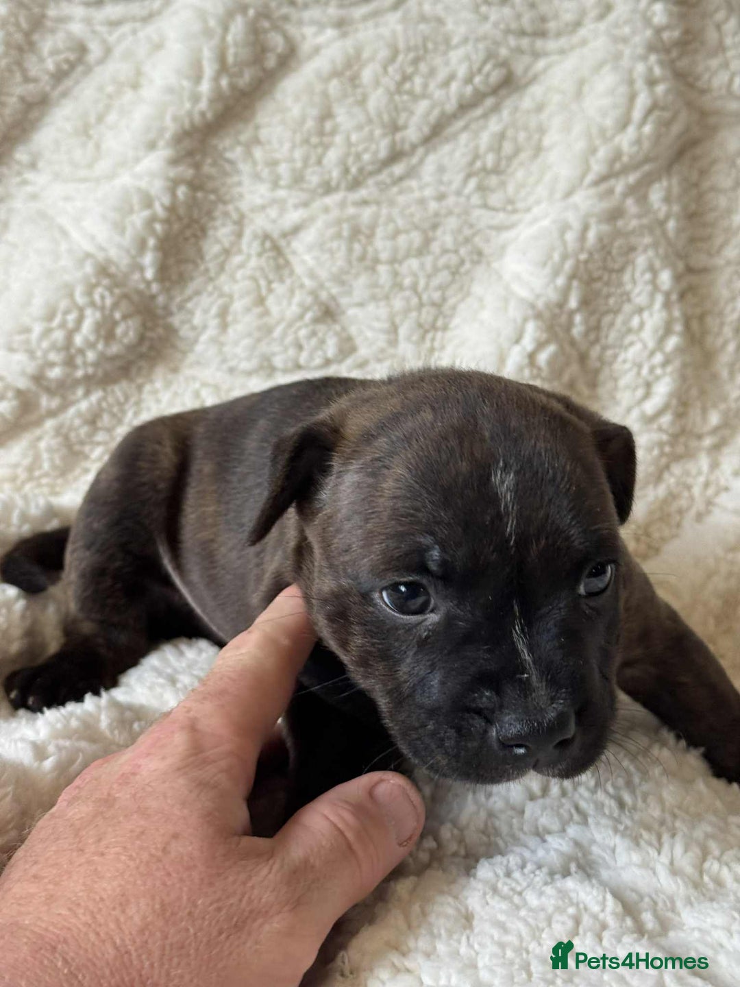 Staffordshire Bull Terrier dogs for sale: Kc registered Staffordshire bull terriers - Advert 24