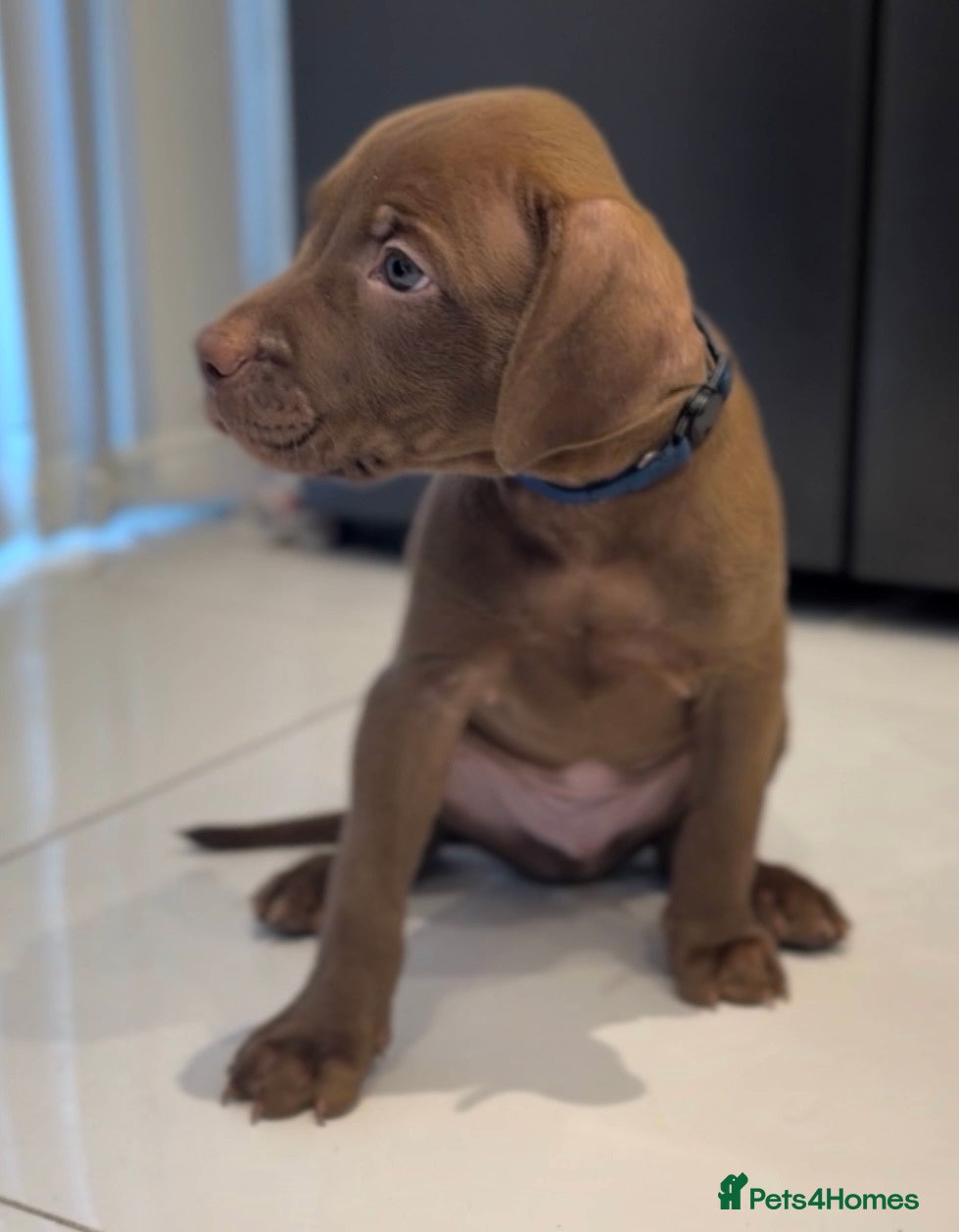 Mixed Breed dogs Beautiful Staffy/Viszla Puppies for Loving Homes - Advert 2