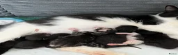 Mixed Breed cats for sale: Kittens  in Middlesbrough - Advert 2