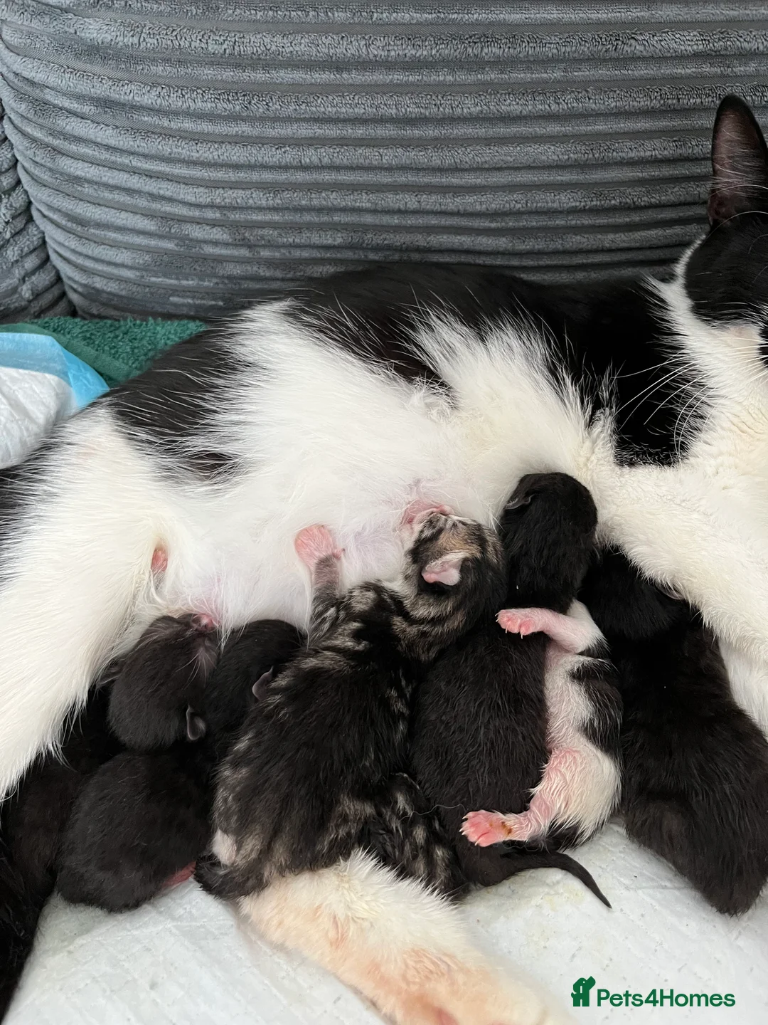 Mixed Breed cats for sale: Kittens  in Middlesbrough - Advert 2