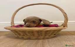 Miniature Dachshund dogs for sale: Minature dachshund pups  - Image 2