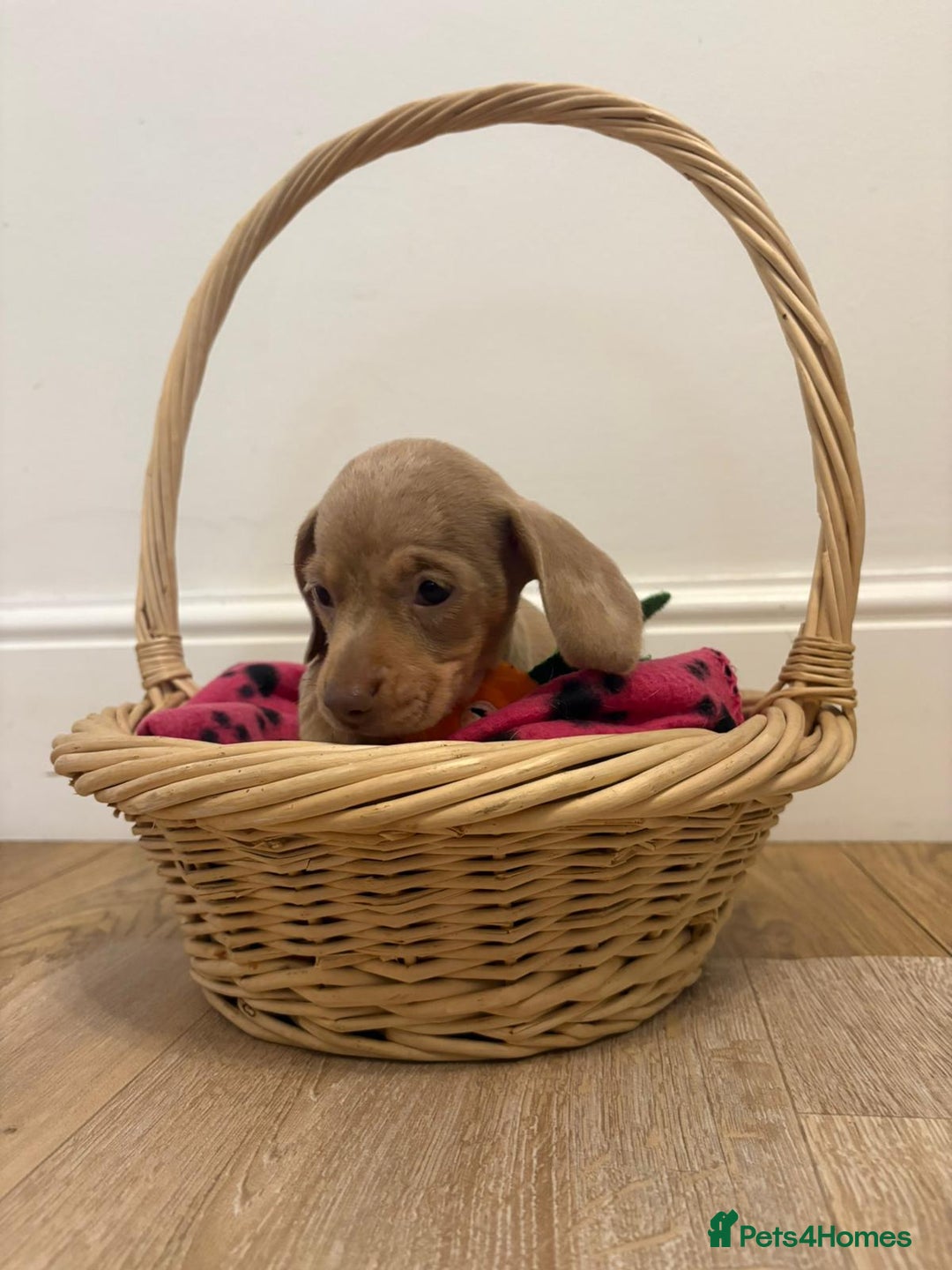 Miniature Dachshund dogs for sale: Minature dachshund pups  - Image 2