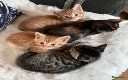 Mixed Breed cats for sale:  kittens😻ready to go to their forever homes - Image 4
