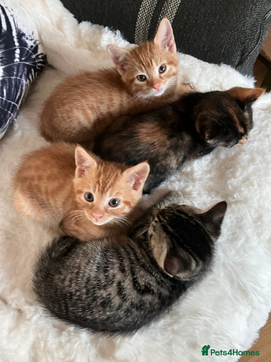 Mixed Breed cats for sale:  kittens😻ready to go to their forever homes - Image 4