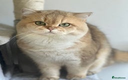 British Shorthair cats for sale: 2 Female and 1 Male Kitten Looking for  Home 🐱✨ - Image 12