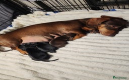 Miniature Dachshund dogs for sale: Last 3 beautiful mini dachshunds - Image 12