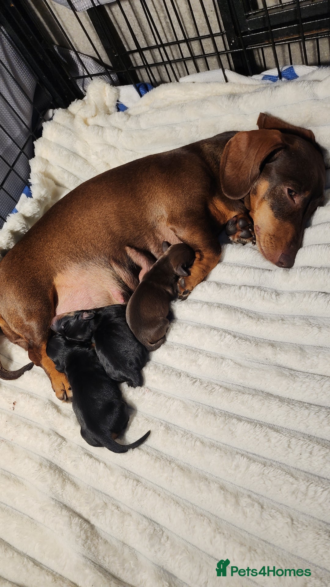Miniature Dachshund dogs for sale: Last 3 beautiful mini dachshunds - Image 12