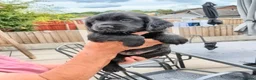 Cocker Spaniel dogs for sale: K C Reg working cocker spaniels foe sale in Ellesmere Port - Advert 3