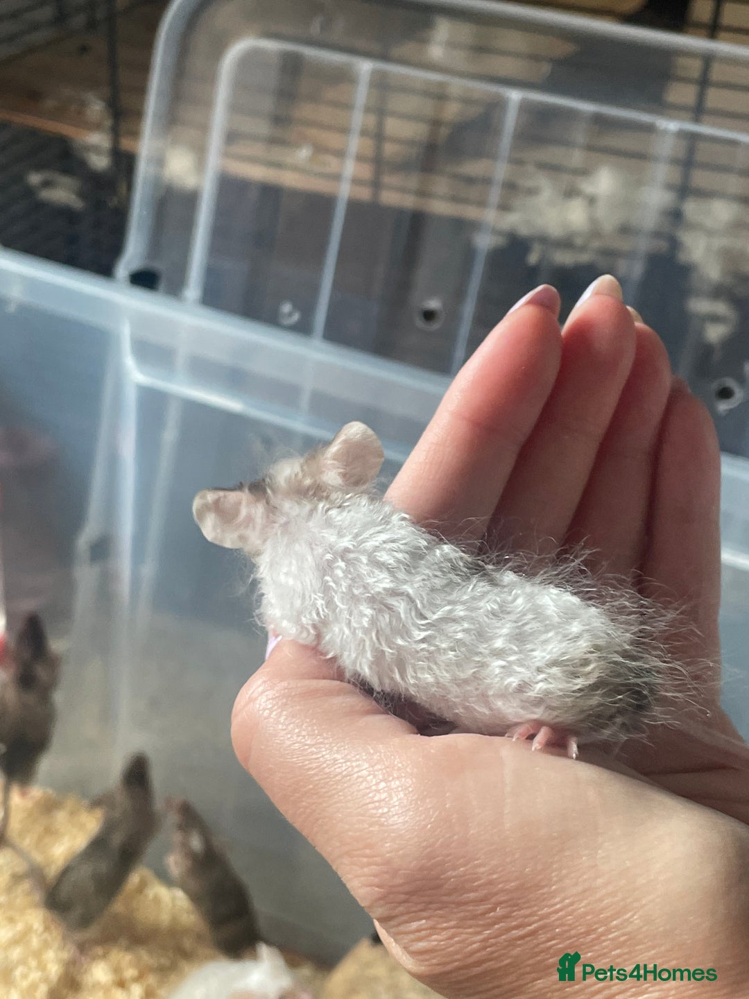 Mouse rodents for sale: Beautiful fancy mice looking for forever homes - Image 21