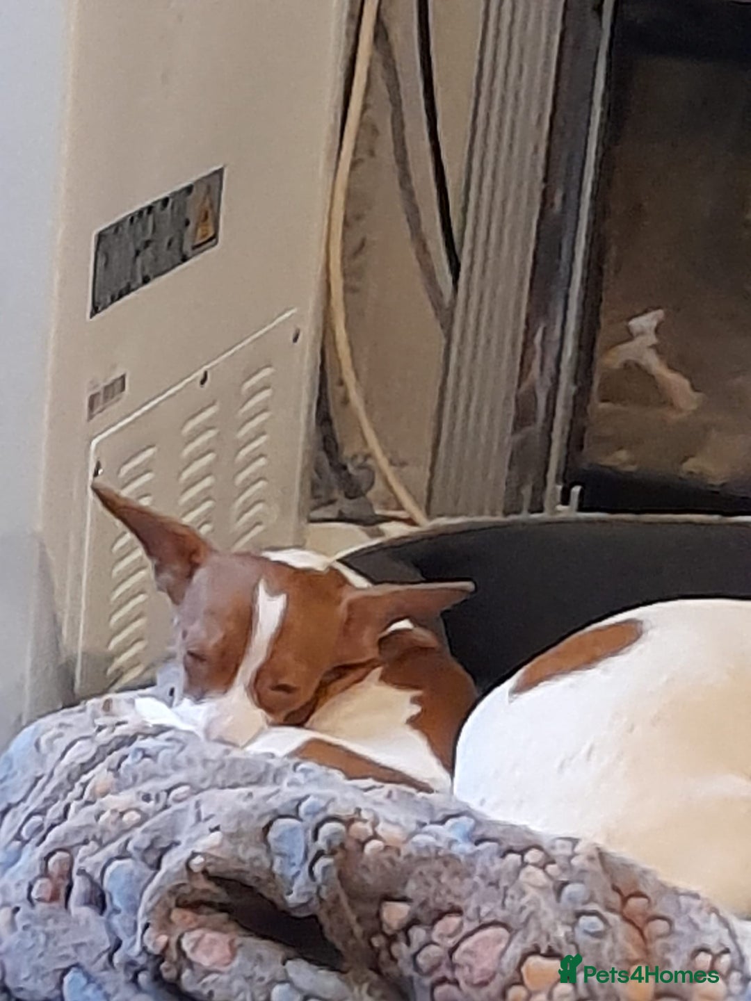 Mixed Breed dogs for sale: Jack Russell x chiweenie  - Advert 1