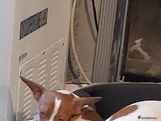 Mixed Breed dogs Jack Russell x chiweenie - Advert 1