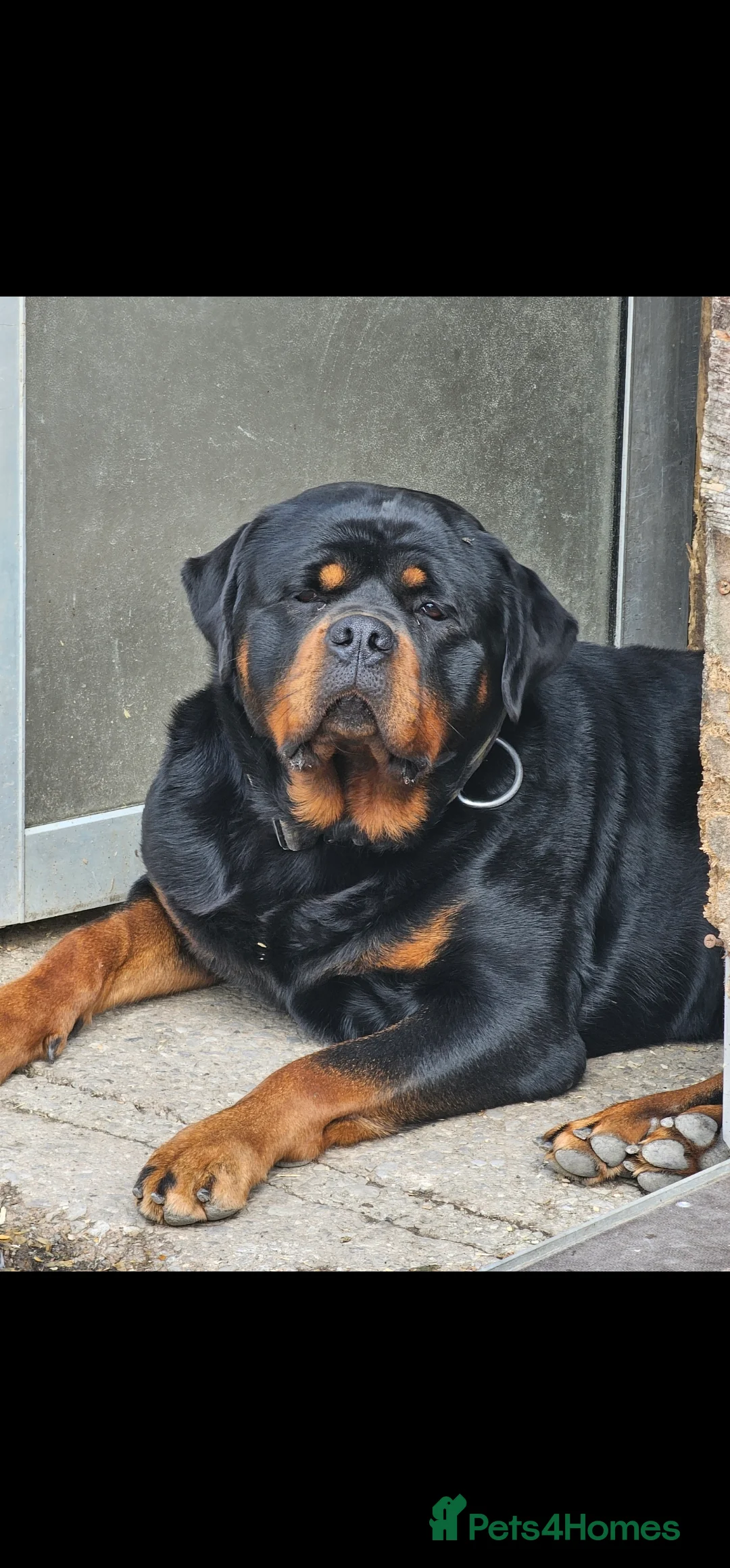 Rottweiler dogs for sale: True type Rottweilers  - Advert 3