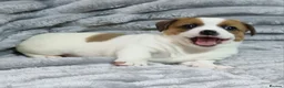 Jack Russell dogs for sale: Jack Russell Pups - just one left! - Advert 9