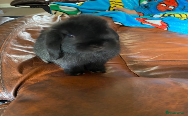 Mini Lop rabbits - Advert 12