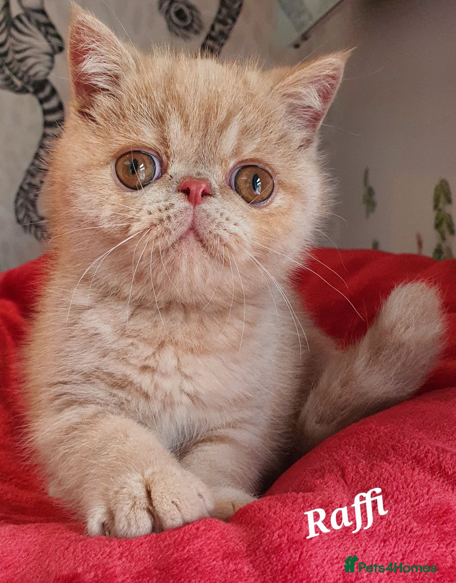Exotic cats  💙 Chunky Gccf registered boys 💙 - Advert 1
