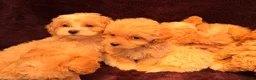 Maltipoo dogs for sale: 💙Maltipoo F1💜 in Hornchurch - Advert 8