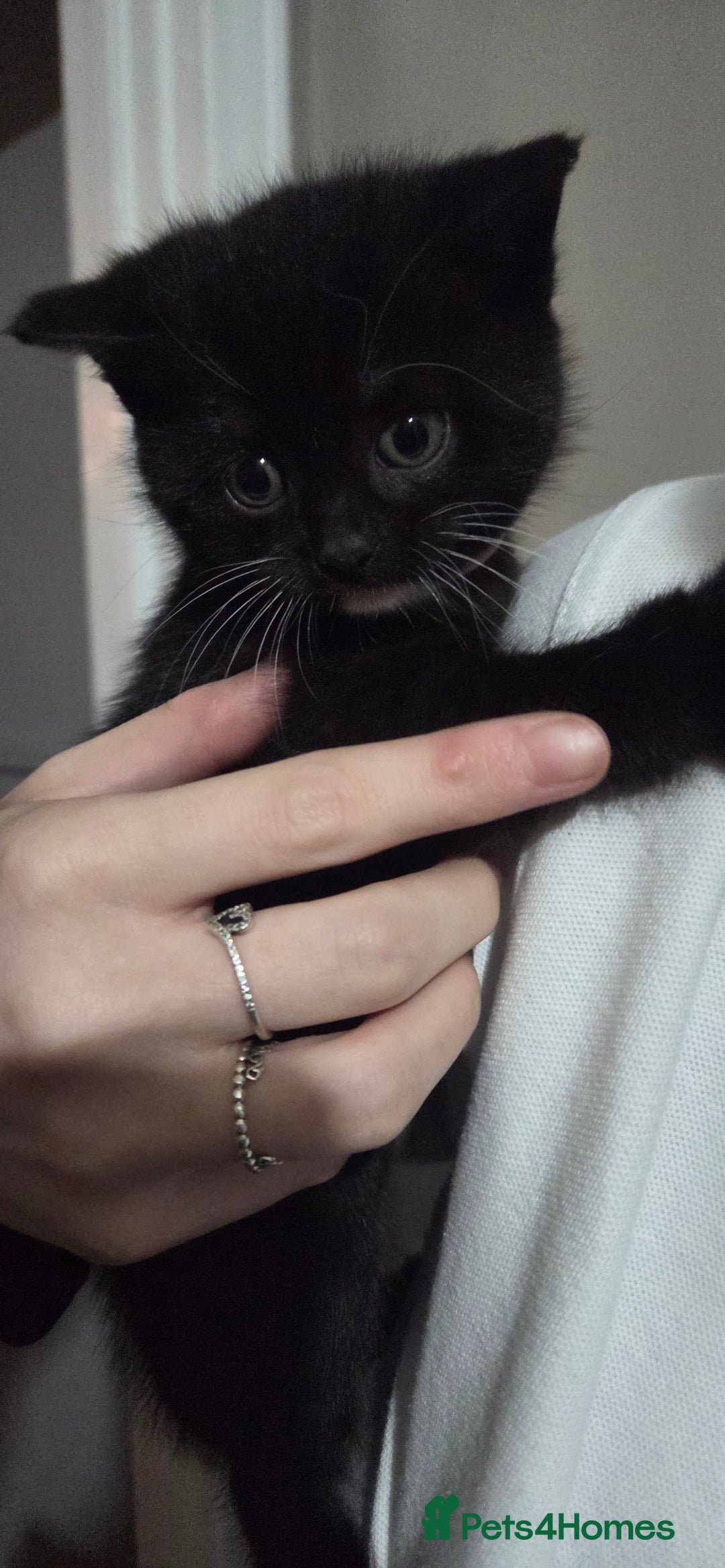 Mixed Breed cats for sale: 4 Adorable kittens ready 14th December - Advert 4