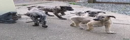 Irish Wolfhound dogs for sale: Irish Wolfhound puppies  - Advert 24