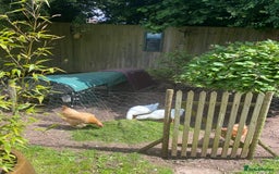 Ducks poultry for sale: 2 Cherry Valley ducks  - Image 1