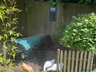 Ducks poultry - Advert 2