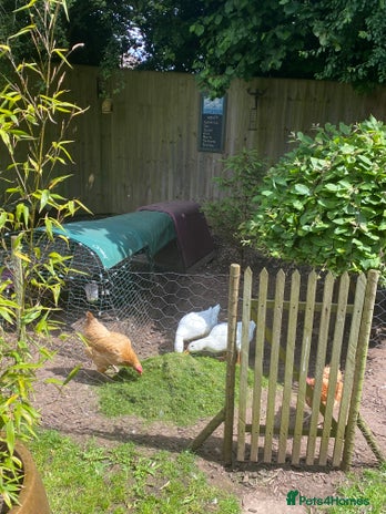 Ducks poultry - Advert 1