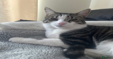 Mixed Breed cats - Advert 4
