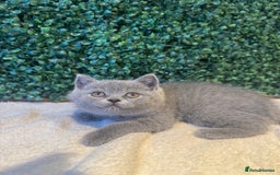 British Shorthair cats for sale: 💕British Shorthair Blue Kittens💕 - Image 27