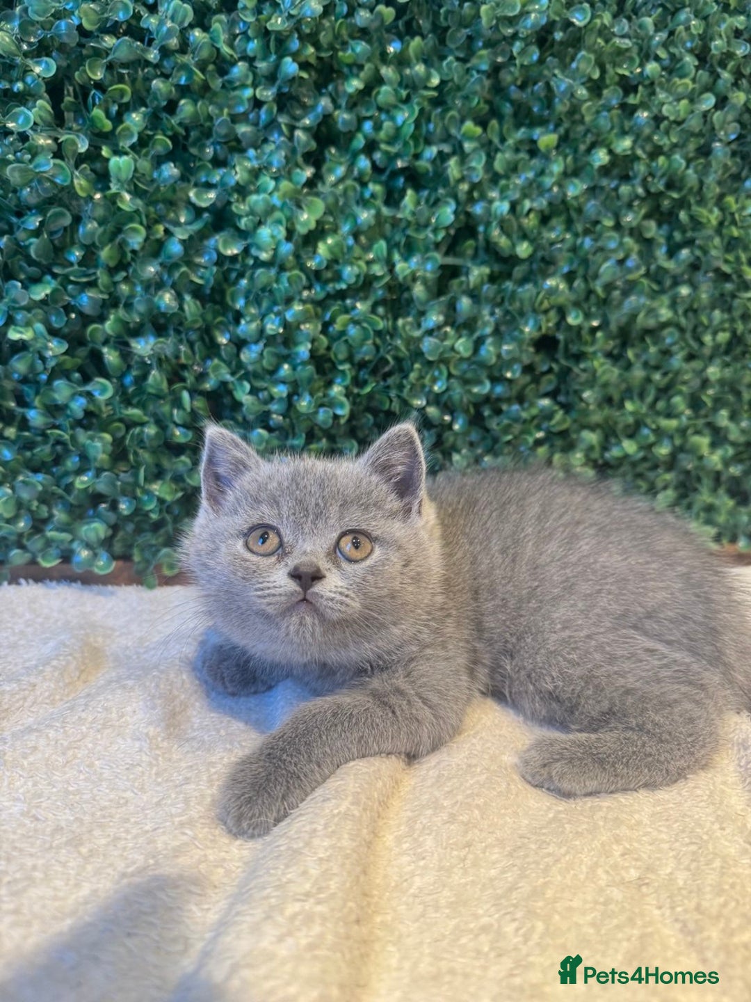 British Shorthair cats for sale: 💕British Shorthair Blue Kittens💕 - Image 27