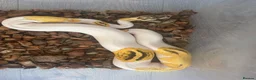 Python Snake reptiles for sale: Fire,pastel,orange dream,pied  - Advert 9