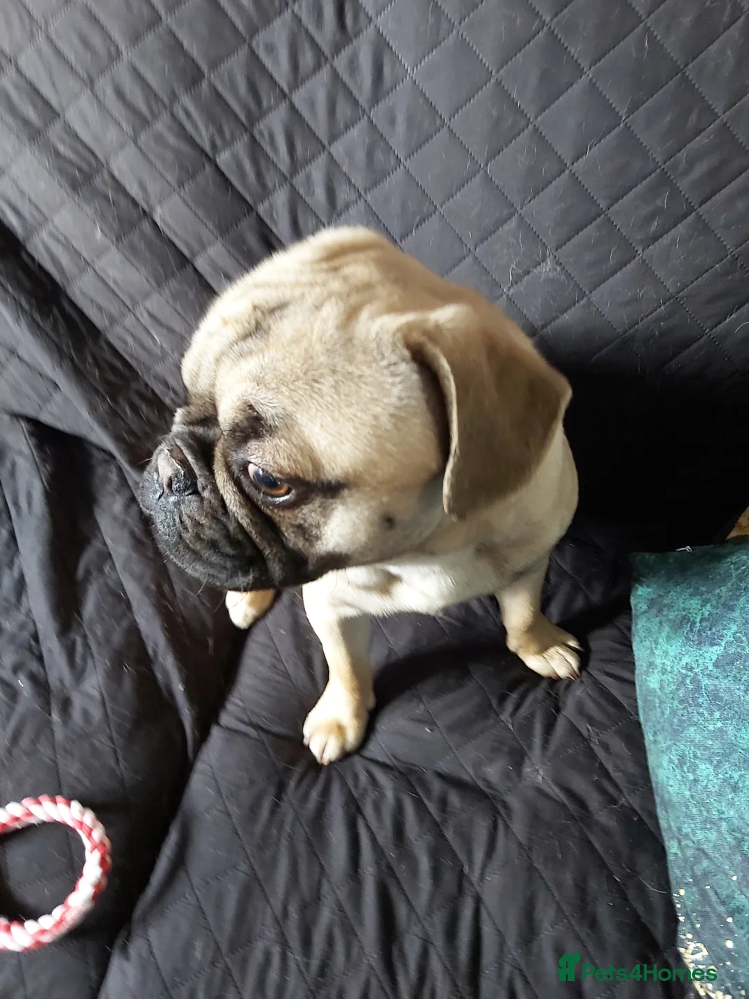 Mixed Breed dogs for sale: Cute Dexter - Advert 3