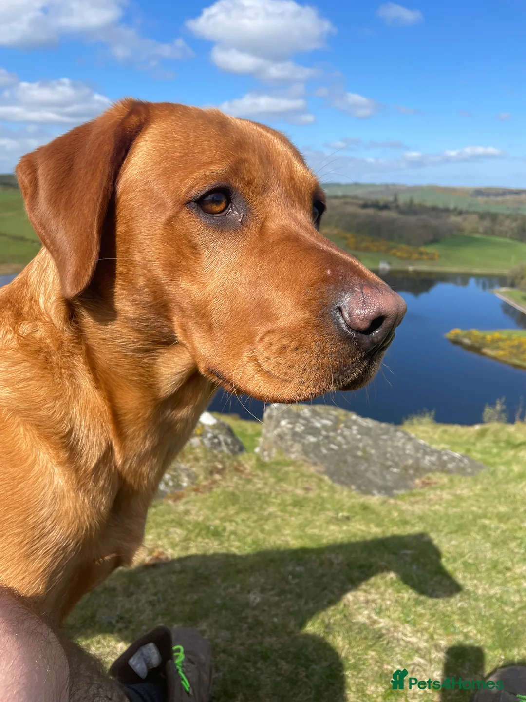 Labrador Retriever dogs for stud: Echo Fox Red Lab - Proven Stud in Glasgow - Advert 3