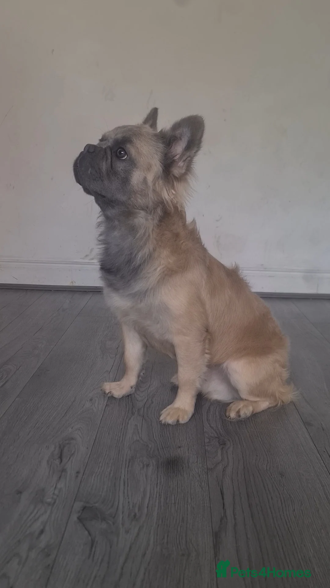 French Bulldog dogs for stud: 💎 Yuan – Proven Visual Fluffy Sire ✨ - Advert 2
