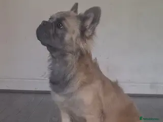 French Bulldog dogs 💎 Yuan – Proven Visual Fluffy Sire ✨ - Advert 13